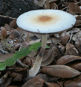 bigone.gif