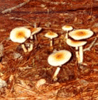 shrooms[1].gif